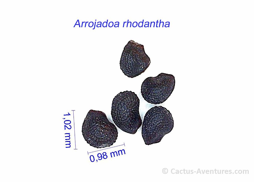Arrojadoa rhodantha seeds